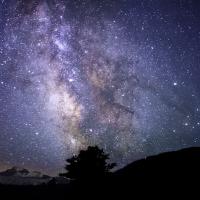 The Buyer Who Brought a Goat